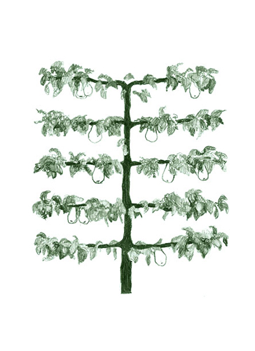 Obst-Spalierbäume block